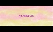 两个月狗狗到处舔