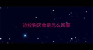边牧狗厌食是怎么回事