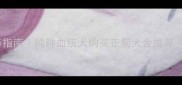 深圳宠物狗领养指南纯种血统犬购买正规犬舍推荐附避坑清单