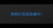 狗狗打完疫苗痛叫