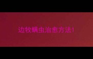 边牧螨虫治愈方法