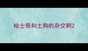 哈士奇和土狗的杂交啊