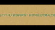 边牧幼犬3个月大能接回家吗科学饲养全攻略与注意事项