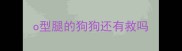 o型腿的狗狗还有救吗