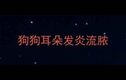 狗狗耳朵发炎流脓