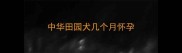 中华田园犬几个月怀孕