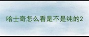 哈士奇怎么看是不是纯的