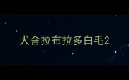 犬舍拉布拉多白毛