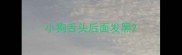 小狗舌头后面发黑