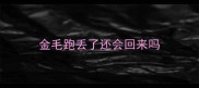 金毛跑丢了还会回来吗