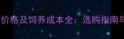 边牧八个月价格及饲养成本全选购指南与养护建议