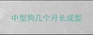 中型狗几个月长成型