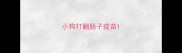 小狗打翻肠子疫苗