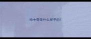 哈士奇是什么样子的