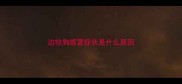 边牧狗感冒症状是什么原因
