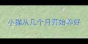 小猫从几个月开始养好