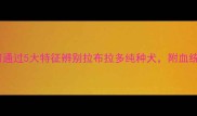 最新指南如何通过5大特征辨别拉布拉多纯种犬附血统证书查询技巧