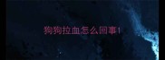 狗狗拉血怎么回事