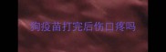 狗疫苗打完后伤口疼吗