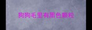 狗狗毛里有黑色颗粒