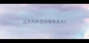 三个月的雪纳瑞有多大