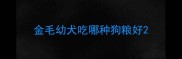 金毛幼犬吃哪种狗粮好