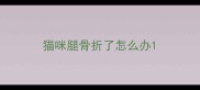 猫咪腿骨折了怎么办