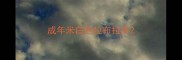 成年米白色拉布拉多