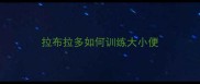 拉布拉多如何训练大小便