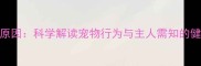狗狗舔耳朵的深层原因科学解读宠物行为与主人需知的健康隐患及应对策略