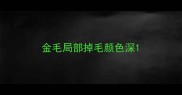 金毛局部掉毛颜色深