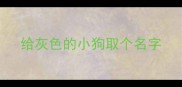 给灰色的小狗取个名字