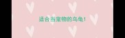 适合当宠物的乌龟