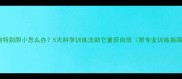 狗狗特别胆小怎么办5大科学训练法助它重获自信附专业训练指南
