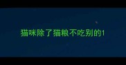 猫咪除了猫粮不吃别的
