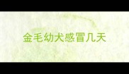 金毛幼犬感冒几天