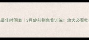 哈士奇训练最佳时间表3月龄前别急着训练幼犬必看社会化指南