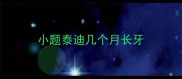 小题泰迪几个月长牙