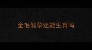 金毛假孕还能生育吗