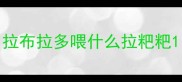 拉布拉多喂什么拉粑粑