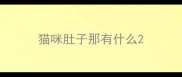 猫咪肚子那有什么