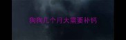 狗狗几个月大需要补钙