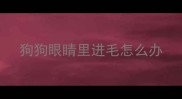 狗狗眼睛里进毛怎么办