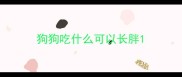 狗狗吃什么可以长胖