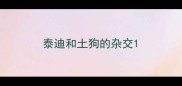 泰迪和土狗的杂交