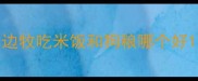 边牧吃米饭和狗粮哪个好