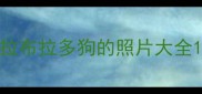 拉布拉多狗的照片大全