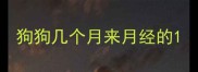 狗狗几个月来月经的