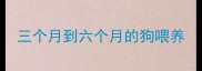 三个月到六个月的狗喂养