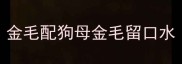 金毛配狗母金毛留口水